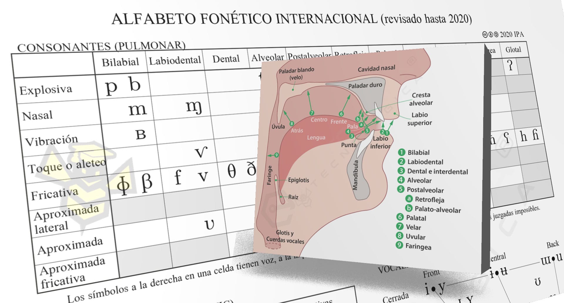 Alfabeto Fonético Internacional (IPA) en Español